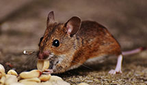 24 Hour & Emergency Exterminators in Great Sand Dunes National Mo, CO